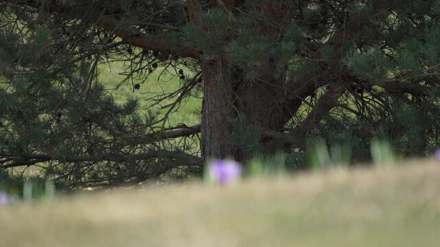 Purple flowers bloom beneath a towering pine tree. Sunlit grass sways gently, framing the forest's quiet grace. Nature's calmness thrives in this secluded, sun-dappled meadow