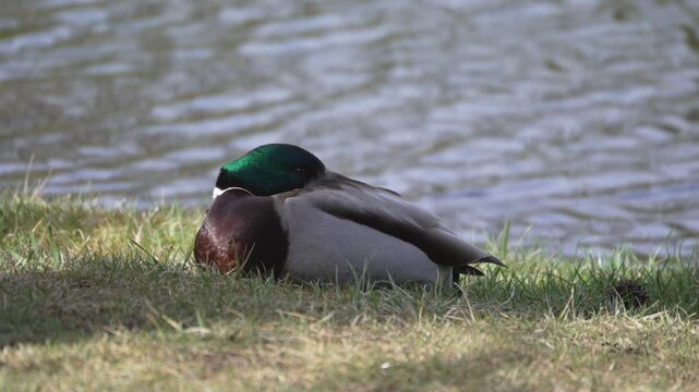 Green-headed duck rests on grassy bank. Water ripples gently behind it. It lies still, head tucked close. Scene feels peaceful, quiet, and calm. Great for nature, wildlife, or tranquil moments