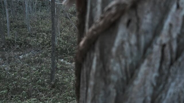 笹薮の中の小さな川のある冬枯れの森