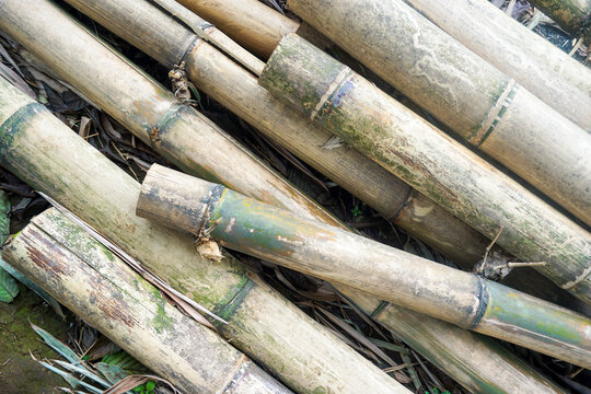 Piles of dry bamboo stalks that have been cut into pieces are scattered on the surface of the ground with the dominant color being light brown and greenish which is starting to fade due to natural wea