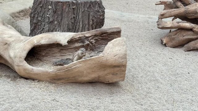 Cute Siberian chipmunk exploring a hollow tree trunk and foraging in the roots. Small striped ground squirrel active in its natural habitat enclosure, climbing on old wood and sniffing the ground.