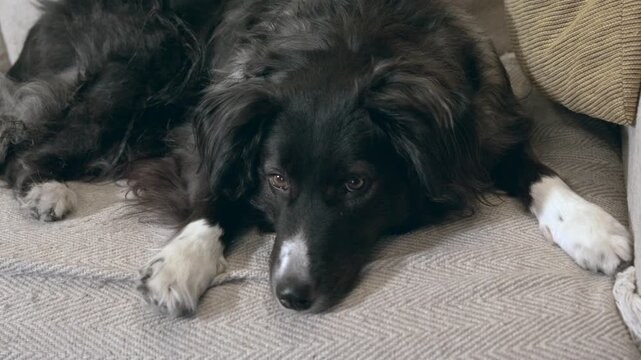 Adorable border collie dog resting on a cozy sofa