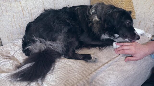 Affectionate black and white border collie licking and nuzzling its owner's hand