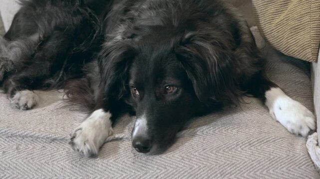 Sad Border Collie dog lying on a sofa