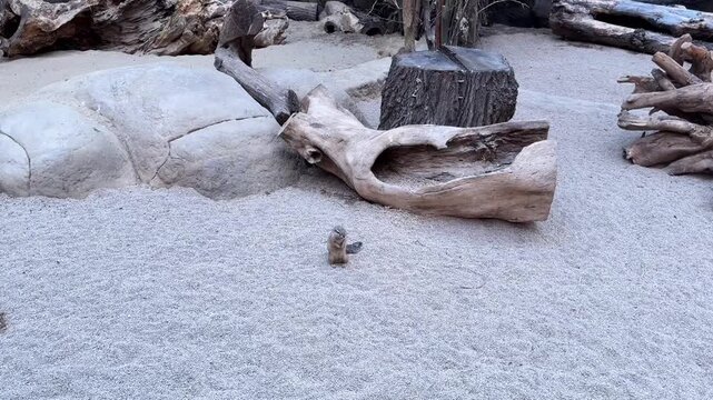 Cute Siberian chipmunk exploring a hollow tree trunk and foraging in the roots. Small striped ground squirrel active in its natural habitat enclosure, climbing on old wood and sniffing the ground.