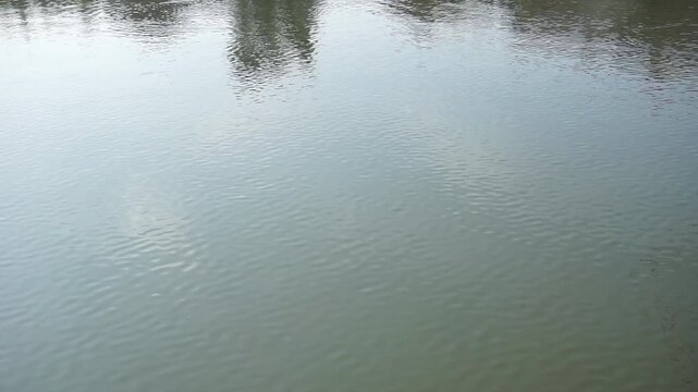 The calm surface of the river with small ripples spreading out, The water reflects the shadows of the trees and sky above, creating a soft reflective effect and a peaceful atmosphere.