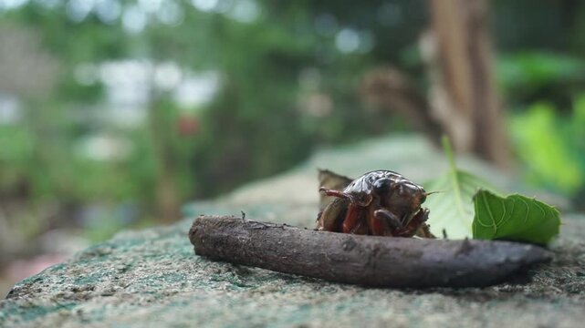 A shiny brown cicada with clearly defined body segments on a rough, grayish rock surface. near a wilted green leaf.