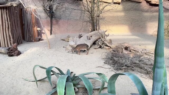 Small Kirk's dik-dik antelope foraging for food in a zoo enclosure. Tiny exotic mammal sniffing the ground and eating in a sandy paddock with logs and dry branches.