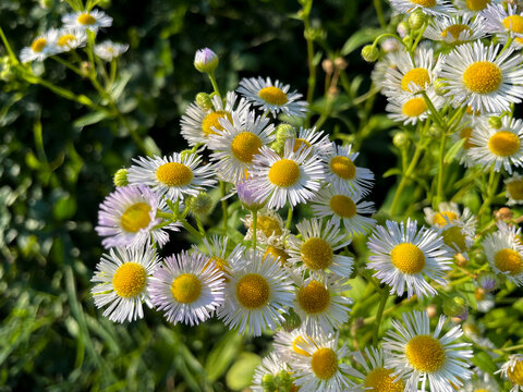 Einj&auml;hriges Berufkraut, erigeron annuus mit zungenf&ouml;rmigen wei&szlig; gelben Bl&uuml;ten