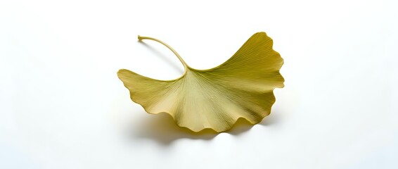 Naklejka premium Single golden ginkgo biloba leaf isolated on white background. Natural autumn foliage element for botanical designs and herbal medicine concepts.