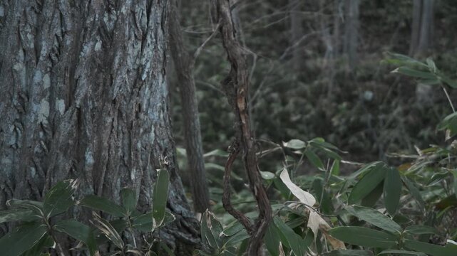 笹薮の中の小さな川のある冬枯れの森