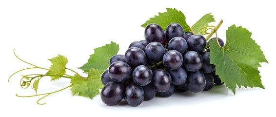 Naklejka premium Fresh dark purple grapes cluster with green leaves and vine tendrils isolated on white background for healthy food and wine industry designs.
