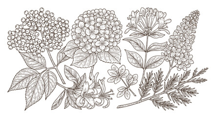 Fototapeta premium Vintage botanical illustration of various flowering plants and berries in detailed line art