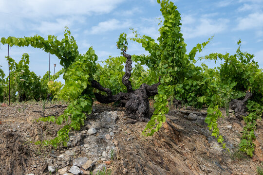 View of hills and vineyards of Banyuls AOP, grapes plants, between Pyrenees mountains and Mediterranean Sea, special climate and soil for making natural sweet wines, south of France,