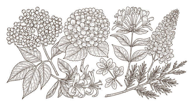 Vintage botanical illustration of various flowering plants and berries in detailed line art