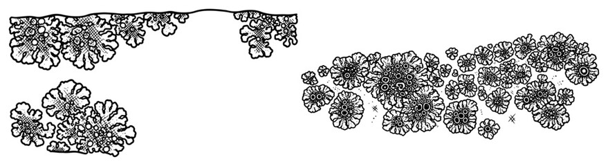 Detailed hand drawn organic lichen clusters and botanical elements in black ink line art © Logan
