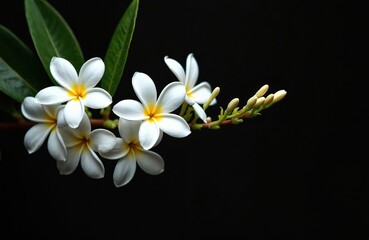 Fototapeta premium White plumeria flowers bloom on dark background with green leaves. Tropical plant branch shows delicate petals with yellow centers and small buds. Peaceful nature macro shot.