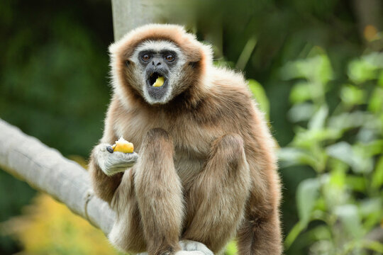 lar gibbon white-handed gibbon, an endangered primate in the gibbon family