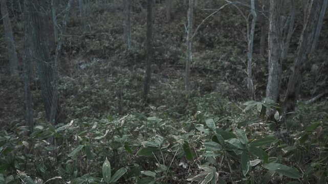 笹薮の中の小さな川のある冬枯れの森
