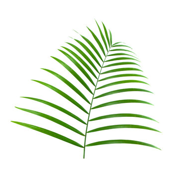 Folhagem tropical com detalhes de folhas e galhos em alta resolu&ccedil;&atilde;o. Ideal para design moderno, fundos criativos, branding, decora&ccedil;&atilde;o digital e projetos visuais sofisticado.