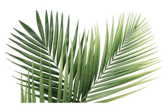 Folhagem tropical com detalhes de folhas e galhos em alta resolu&ccedil;&atilde;o. Ideal para design moderno, fundos criativos, branding, decora&ccedil;&atilde;o digital e projetos visuais sofisticado.