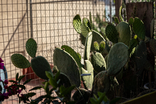 Plantas de Nopales, nopalera, sustentable, en huerto urbano