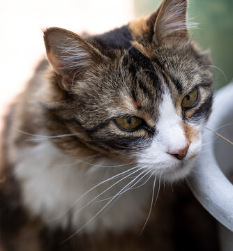 Gata, gatita calic&oacute;, c&aacute;lica, carey, felino, Acercamiento a su cara relajada, posando