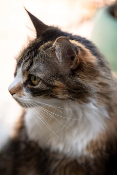 Gata, gatita calic&oacute;, c&aacute;lica, carey, felino, Acercamiento a su cara relajada, posando