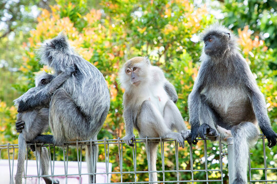 Closeup portrait of Tufted gray langur Semnopithecus priam