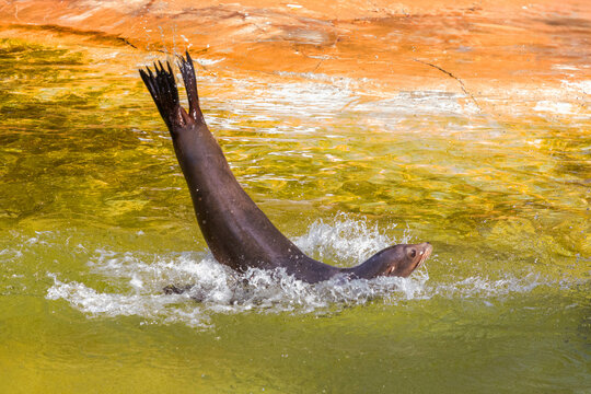 Sea lion diving into water creating splashes and ripples in sunlight