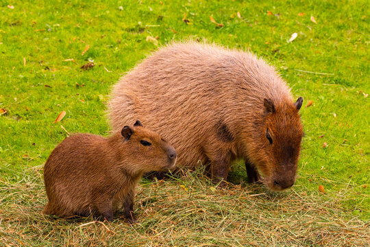 Two capybaras grazing on green grass natural habitat showcasing their social