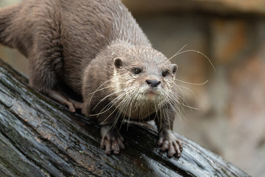 Asian small clawed otter Amblonyx cinerea, small clawed otter