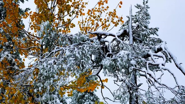 The colors of autumn in the snow