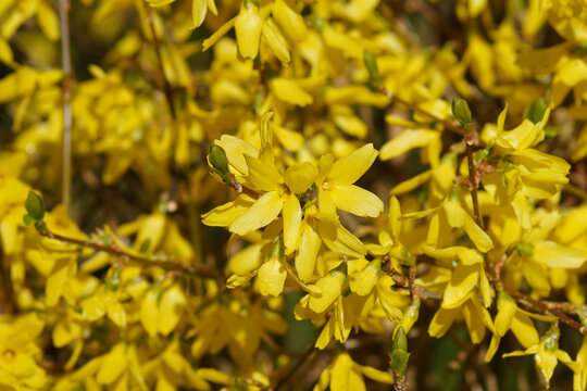 Close up yellow Easter tree or Forsythia flowers. Olive family, Oleaceae. Dutch garden. Spring, March, Netherlands