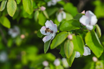 Obraz premium Close up of bee on white quince flower
