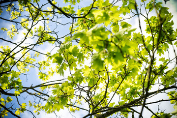 Fototapeta premium Green leaves up against the blue sky on a sunny day