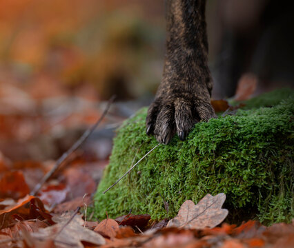 Dog paw at the moss in the forest