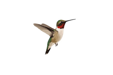 Naklejka premium Ruby-throated hummingbird flying with wings spread
