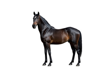Obraz premium Bay horse standing in profile on a transparent background