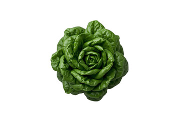 Obraz premium Fresh green healthy lettuce producing a nutritious vegetable