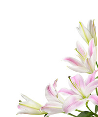 Pink and white lily flowers in a corner arrangement isolated on white or transparent background