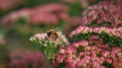 Biene auf Wildblume © Moritz