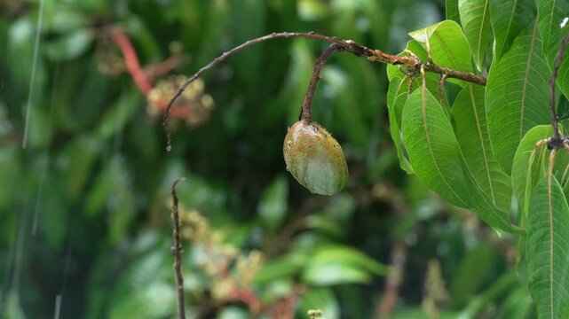Rain falling on mango fruit hanging from tree in tropical environment