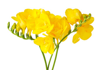 Beautiful yellow freesia flowers isolated on white © New Africa