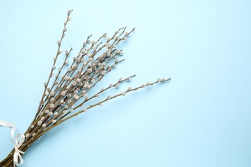 Obraz premium Pussy willow branches with catkins on light blue background, top view. Space for text