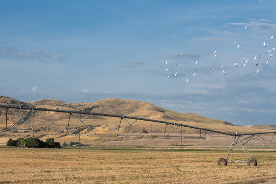 Birds flying over agg land in Southern Idaho