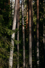 Fototapeta premium A spring forest. Warm sunlight, deep shadows, and bright patches of sun.