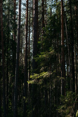 Obraz premium A spring forest. Warm sunlight, deep shadows, and bright patches of sun.