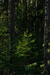 Obraz premium A spring forest. Warm sunlight, deep shadows, and bright patches of sun.