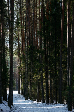 A spring forest. Warm sunlight, deep shadows, and bright patches of sun.